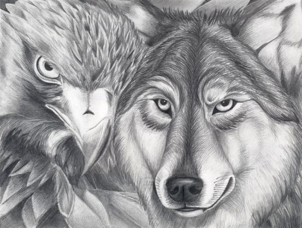 Живопись карандашом волк