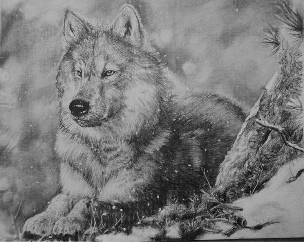 Набросок волка карандашом