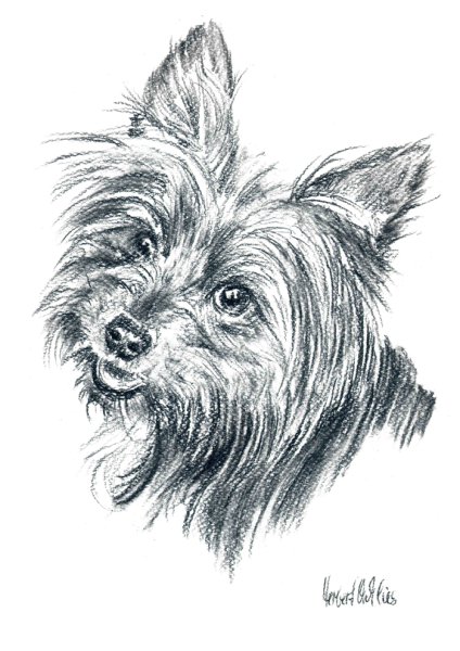 Йорк карандашом