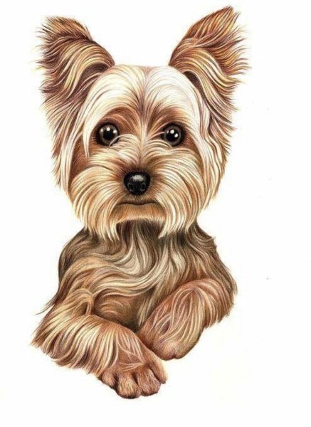 Йоркширский терьер нарисова