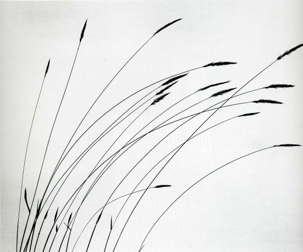 Колыхание травы на ветру