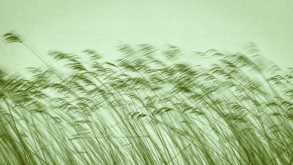 Колыхание травы рисунок