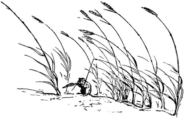 Колыхание травы на ветру рисунок 6 класс