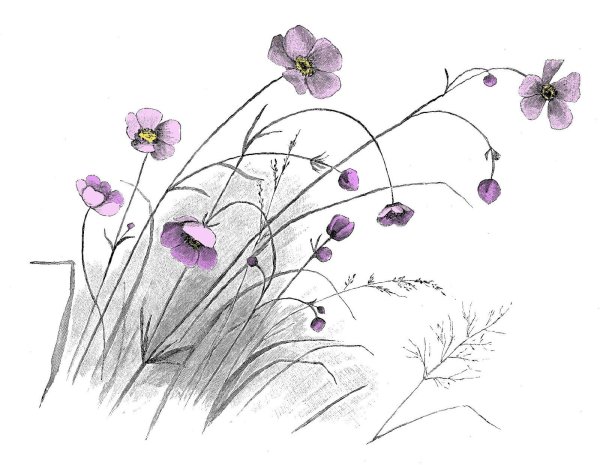 Трава рисунок