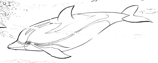 Беломордый Дельфин раскраска
