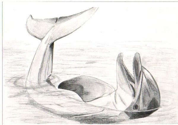 Рисунок дельфина в море карандашом