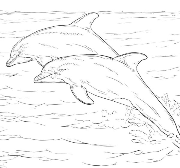 Раскраска "дельфины"