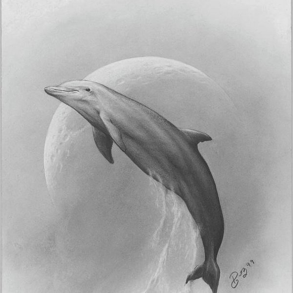 Дельфины карандашом