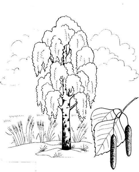 Береза раскраска