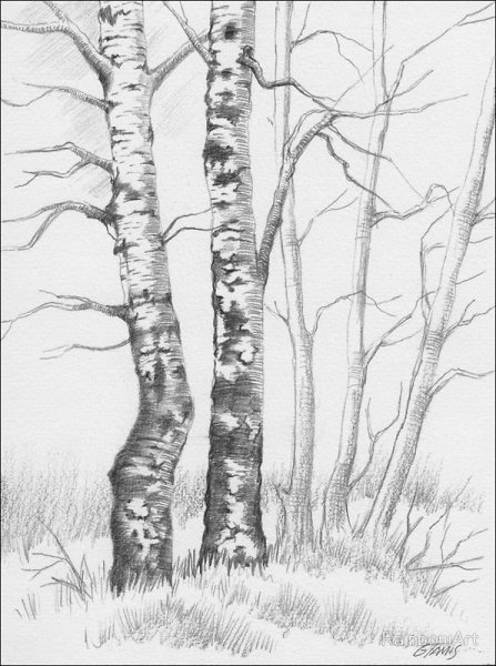 Берёза рисунок карандашом