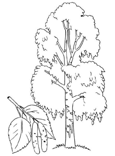 Береза простым карандашом