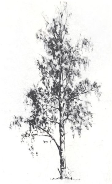 Зарисовка стволов берез