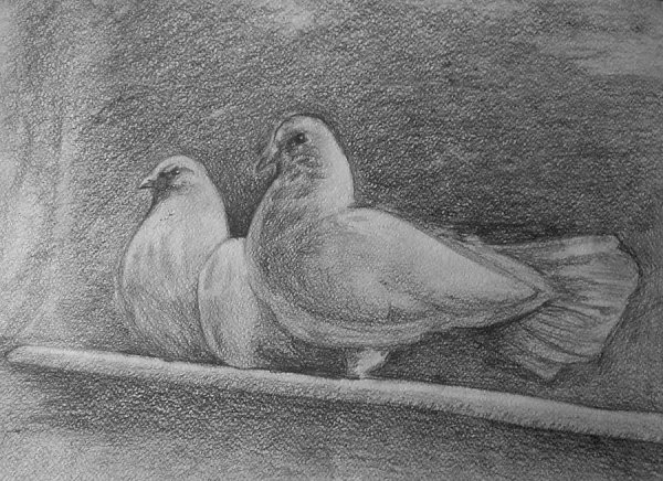 Голубь простым карандашом