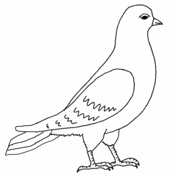 Голубь рисунок