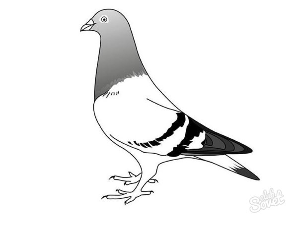 Голубь рисунок