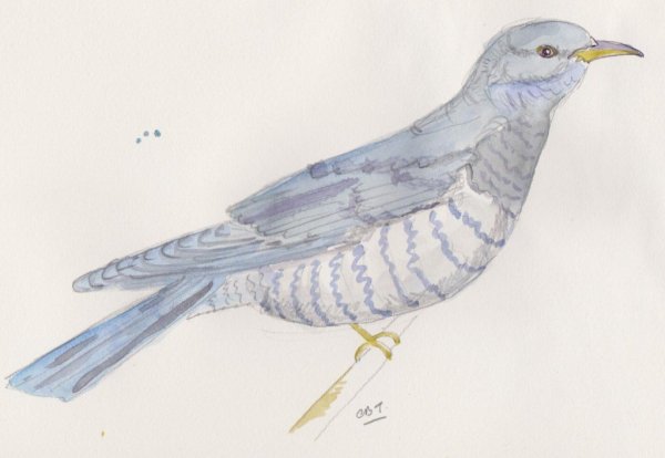 Кукушка карандашом