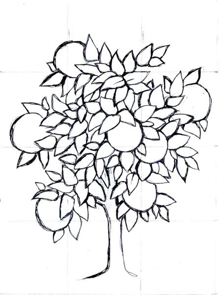 Яблоня контур дерево