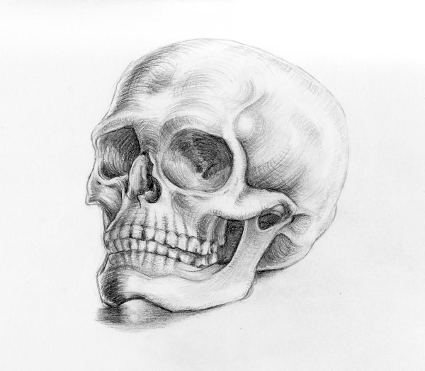 Череп простым карандашом