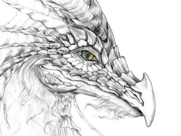 Дракон рисунок карандашом