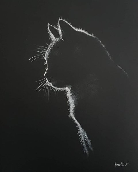 Силуэт кошки в темноте