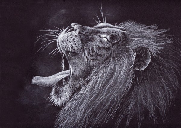 Животные на черном фоне пастель