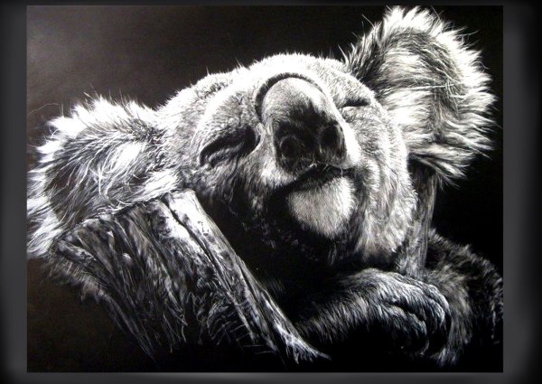 Коала на черном фоне