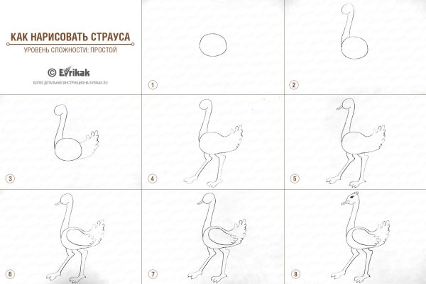 Страус рисунок для детей поэтапно