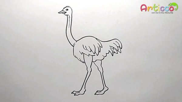 Страус срисовать легко