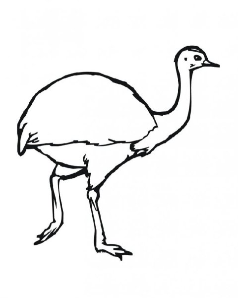 Страус карандашом
