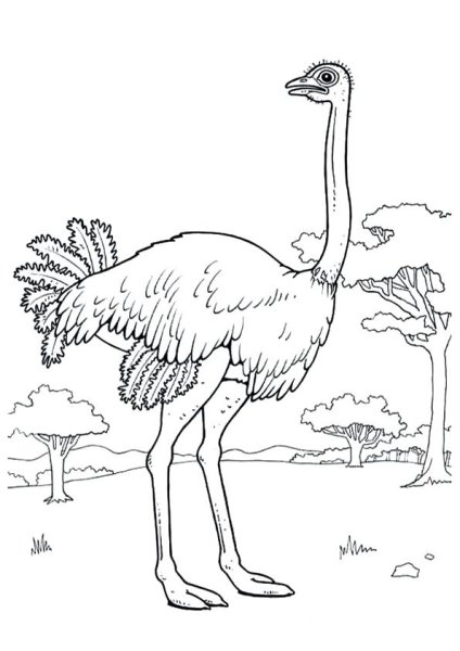 Страус раскраска
