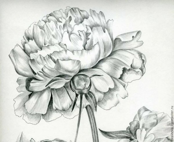 Цветы рисунок карандашом