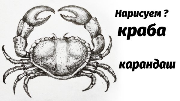 Кокосовый краб раскраска