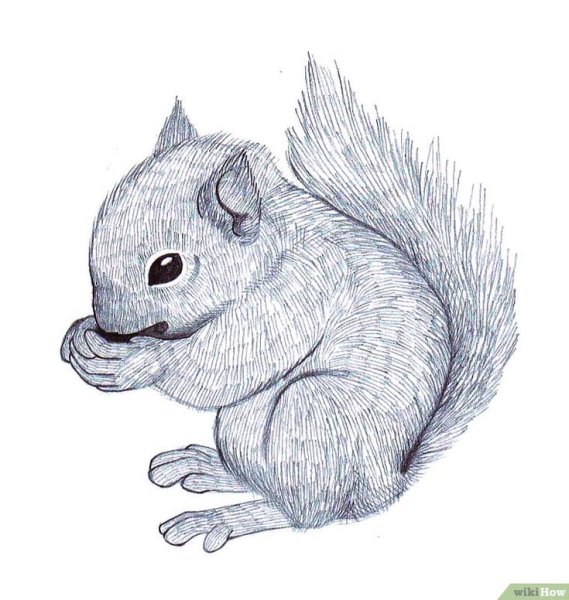 Белки карандашом