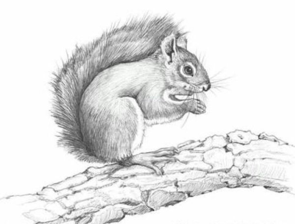 Белка карандашом