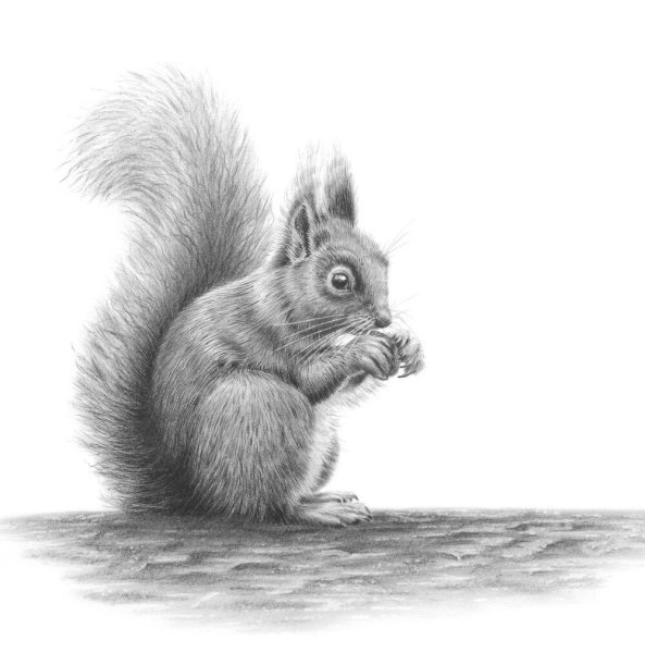 Зарисовки белки