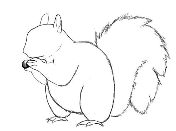Белка рисунок карандашом легкий
