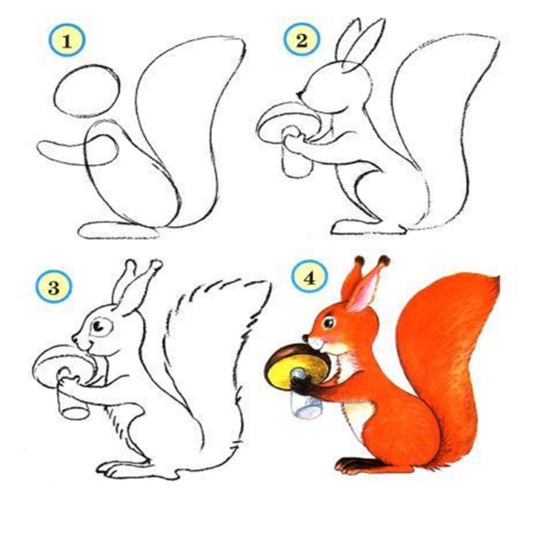 Белка рисунок карандашом