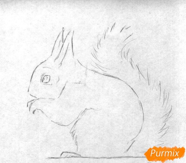 Белка для срисовки