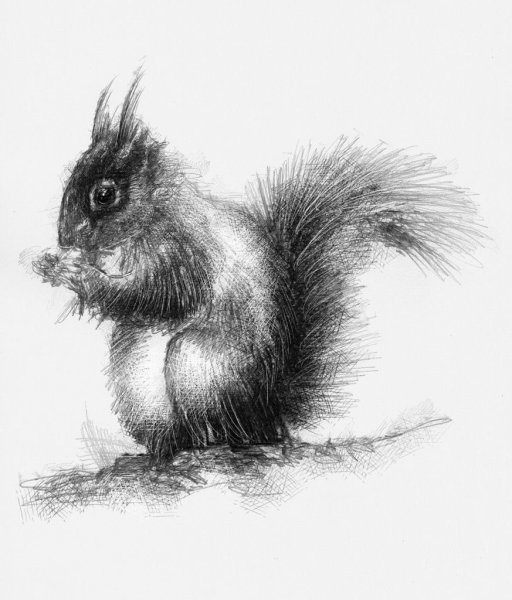 Рисунок белки карандашом