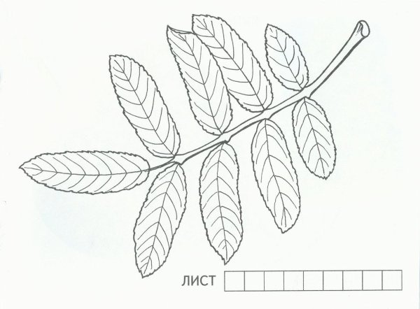 Лист рябины раскраска