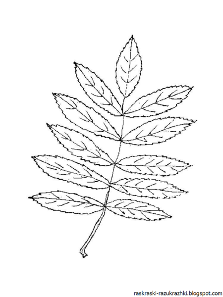 Лист рябины раскраска