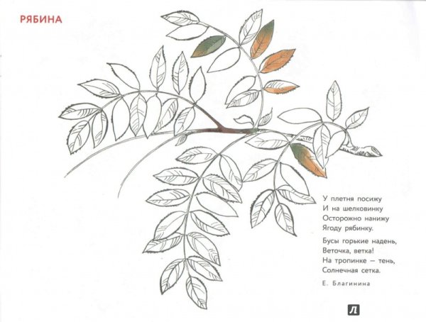 Рябина раскраска