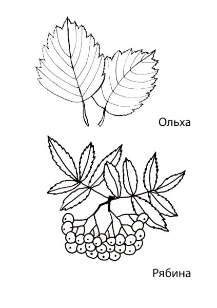 Лист рябины раскраска