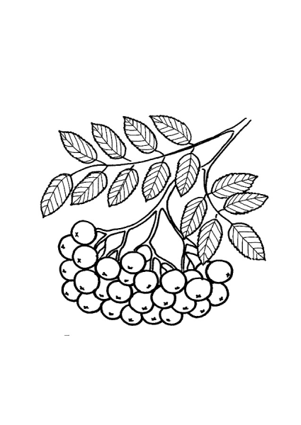 Веточка рябины раскраска для детей