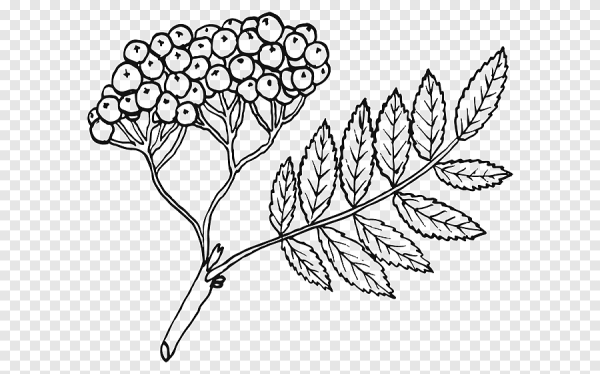 Рябина раскраска