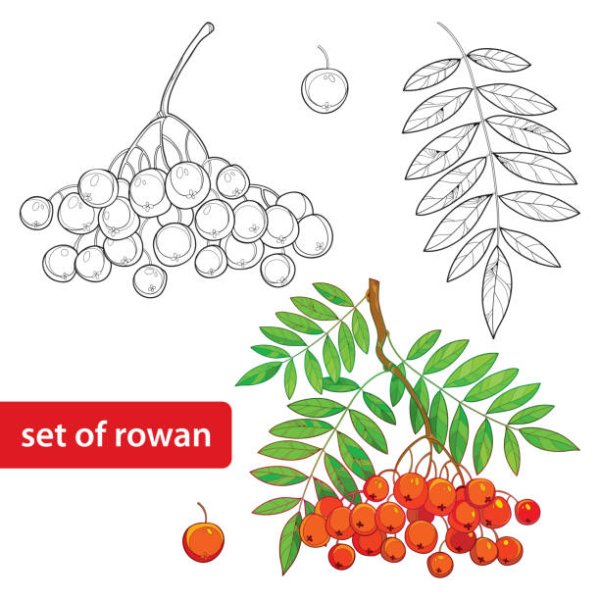 Нарисовать рябину дерево