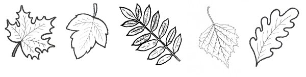 Формы осенних листьев