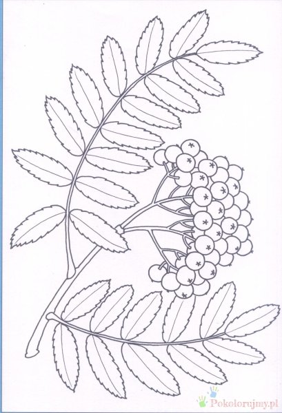 Рябина раскраска