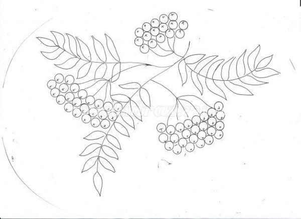 Веточка рябины рисование