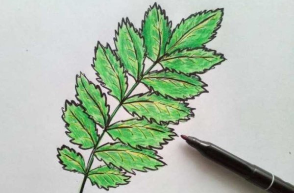 Лист дерева цветным карандашом